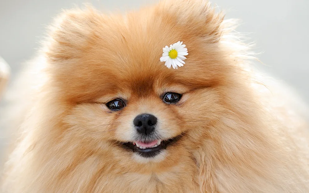 Pomeranian Spitz Boo