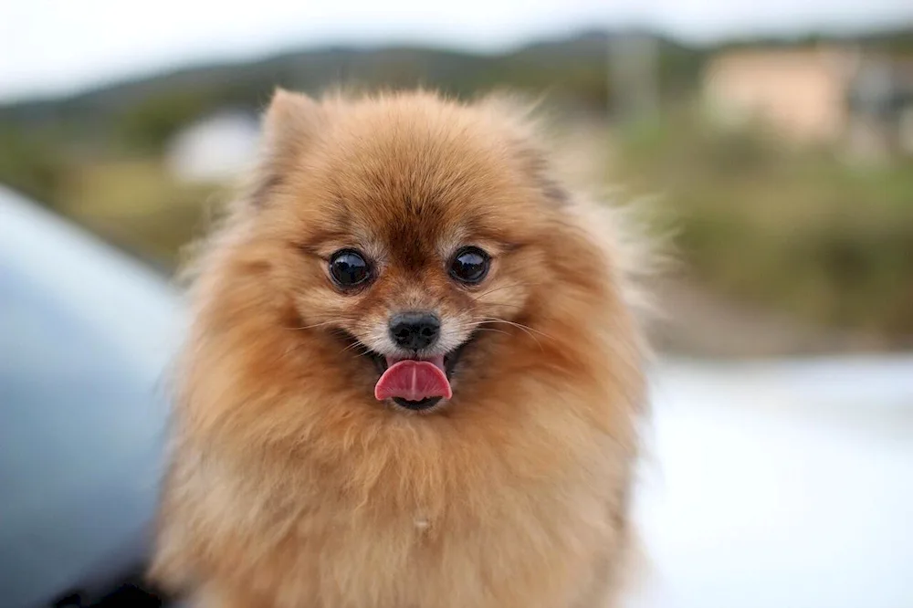 Pomeranian Spitz dog