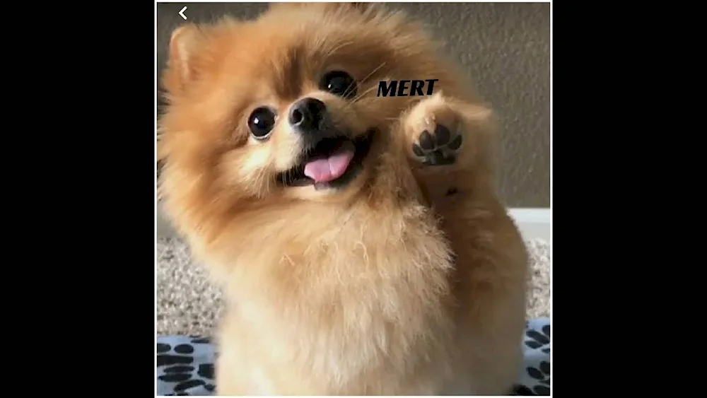Pomeranian Spitz dog Boo
