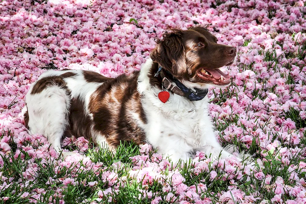 Doggy in flowers