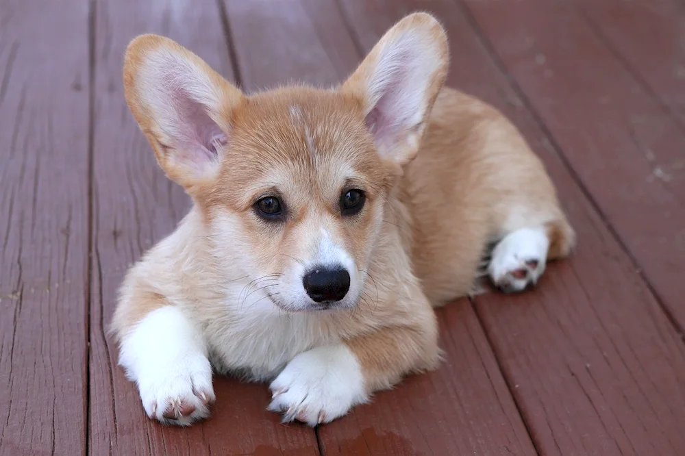 Badger corgi