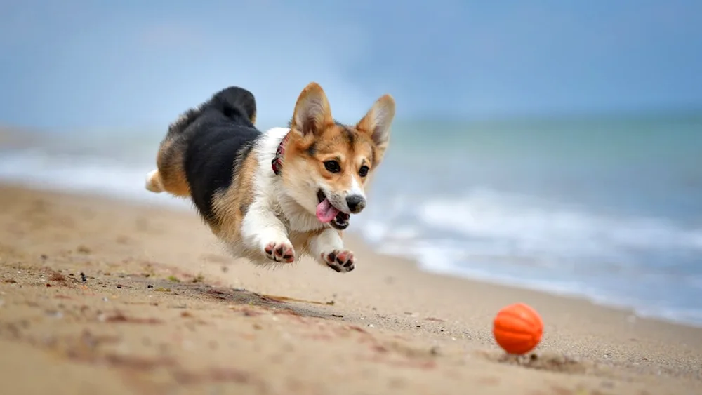 Doggy Welsh Corgi