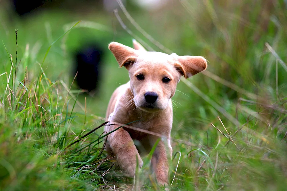 Black-tailed meadow dog