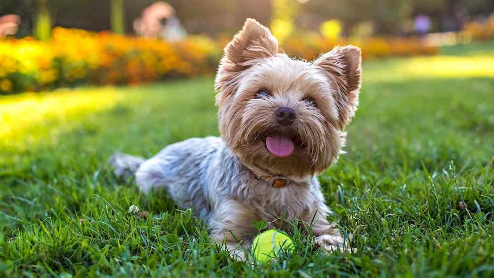 Dogs Yorkshire Terrier