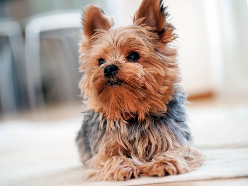 Yorkshire Terrier dogs