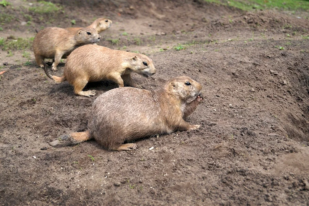 Bear rodent animal