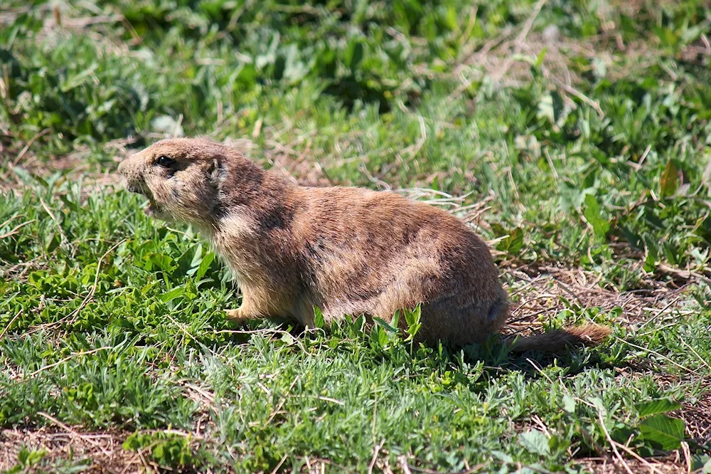 Cynomys ludovicianus