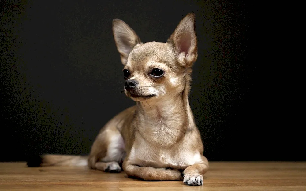 Chihuahua albino