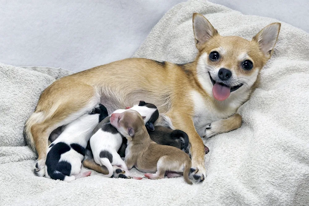 Tai Chihuahua dog breeds