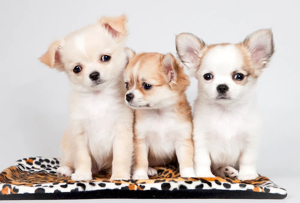 Yorkshire Terrier albino