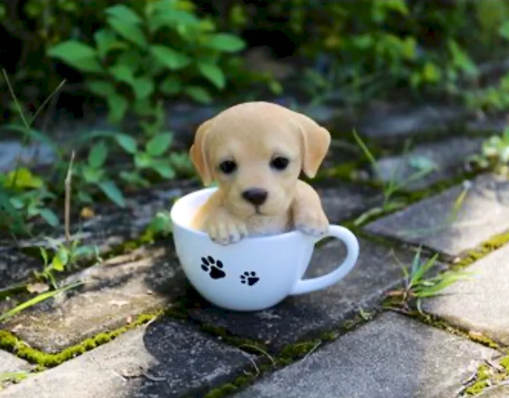 Sihuahua Teacup