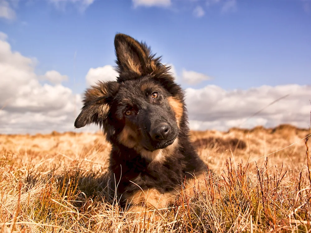 Eastern German Shepherd. European Shepherd long-haired