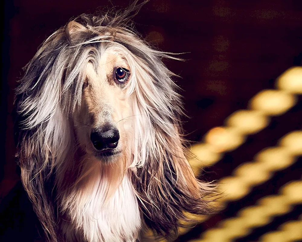 Afghan Hound Afghan Hound