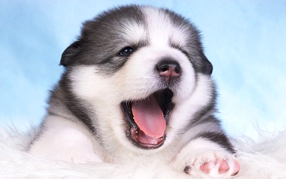 Alaskan Malamute