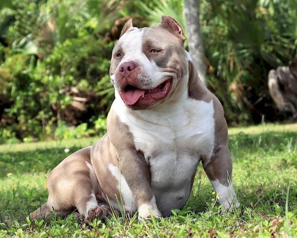 American Bulldog Bullie