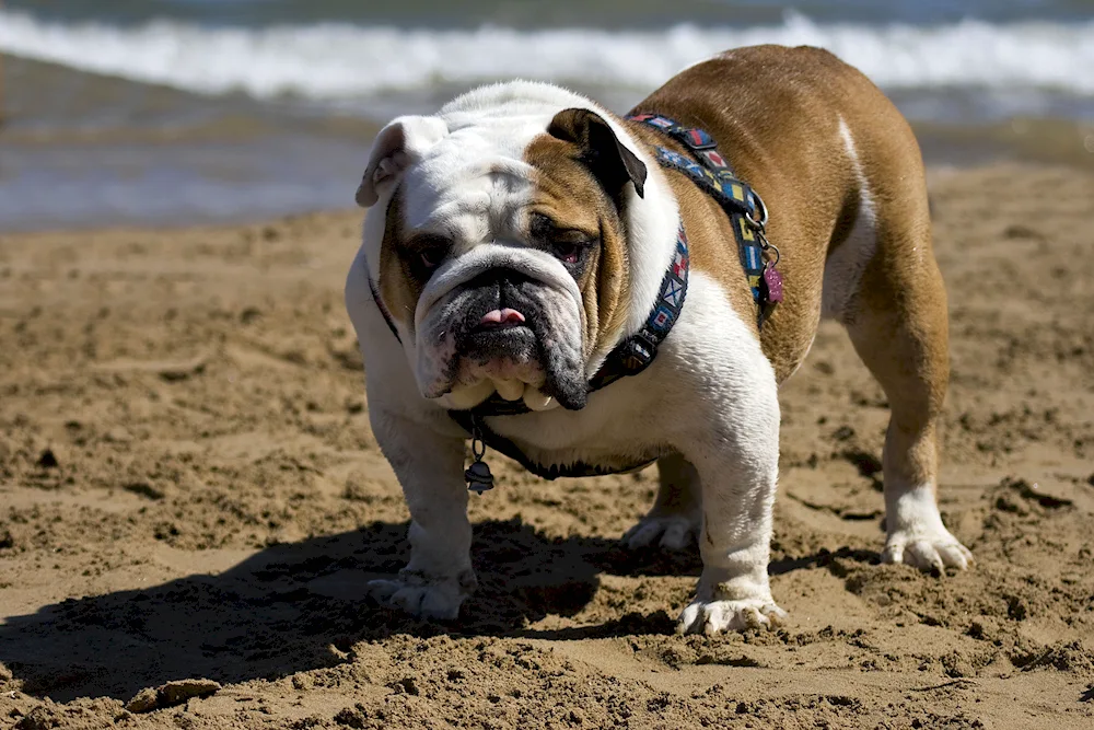 English bulldog dog