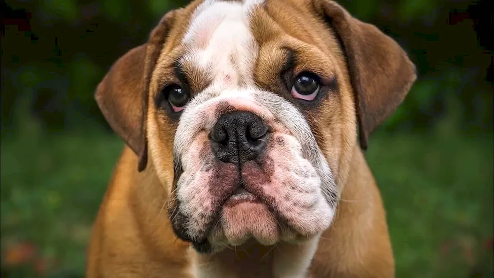 English bulldog