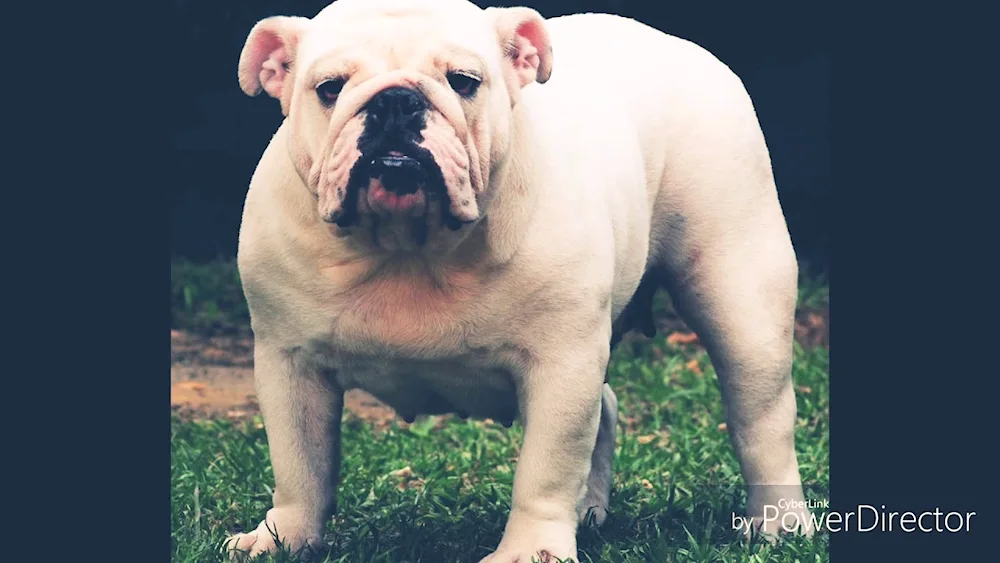 French Bulldogaluinos