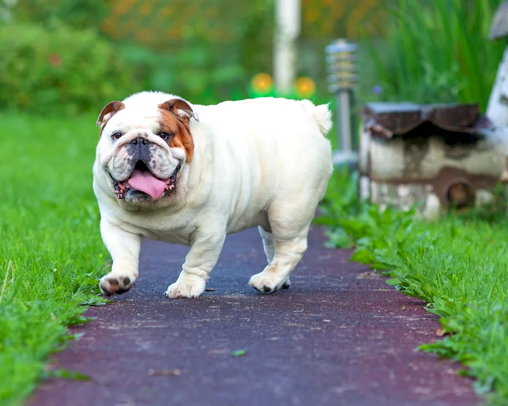 English Bulldog