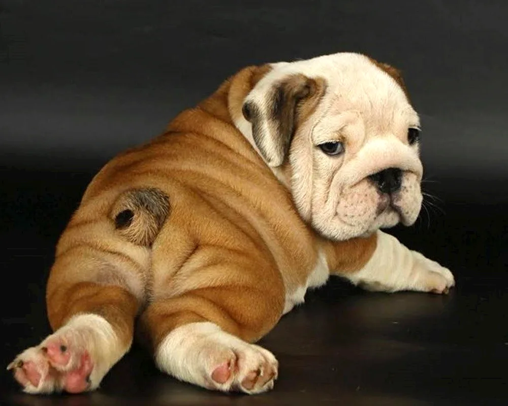 English Bulldog