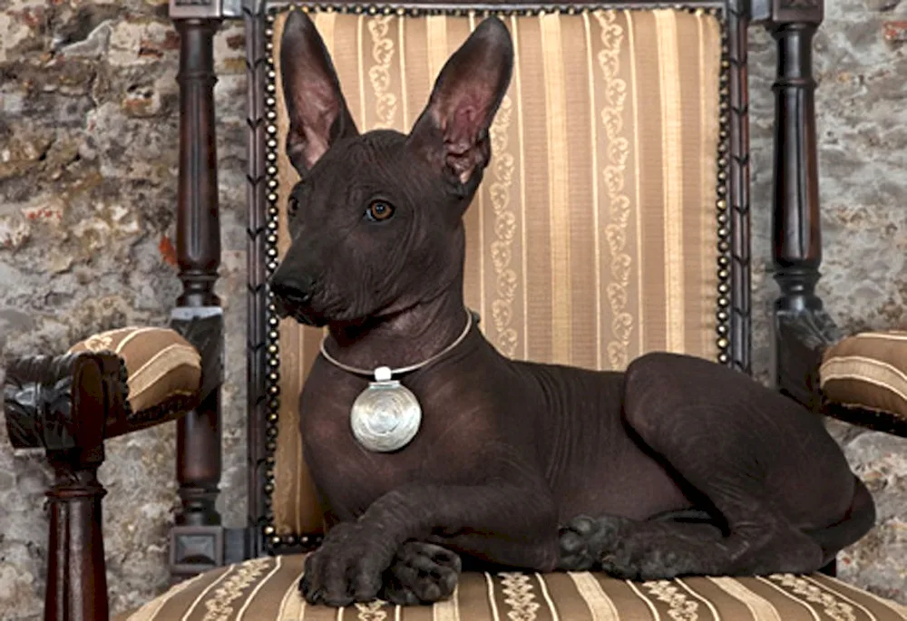 Anubis dogXoloitzcuintli