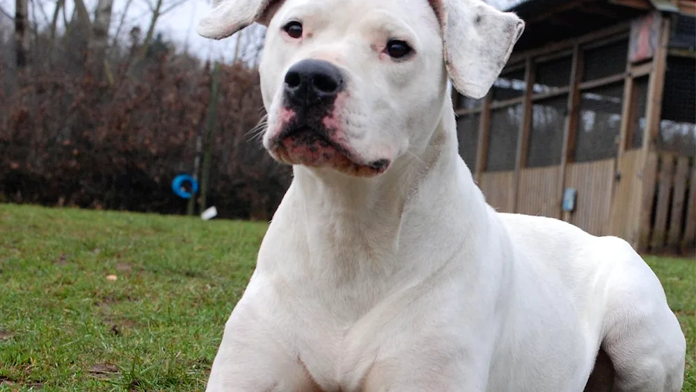 American Bulldog