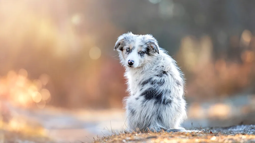 Aussie shepherd dog