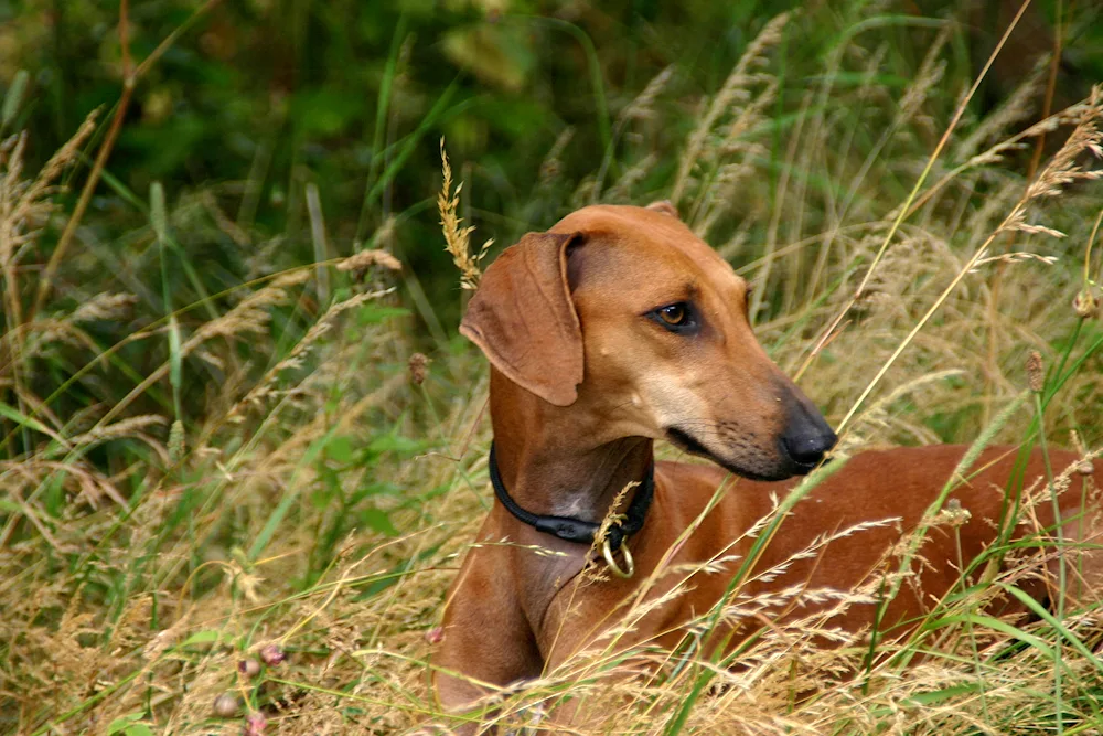 Russian hunting spaniel. Beagle