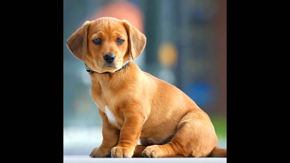 Corgi lop-eared