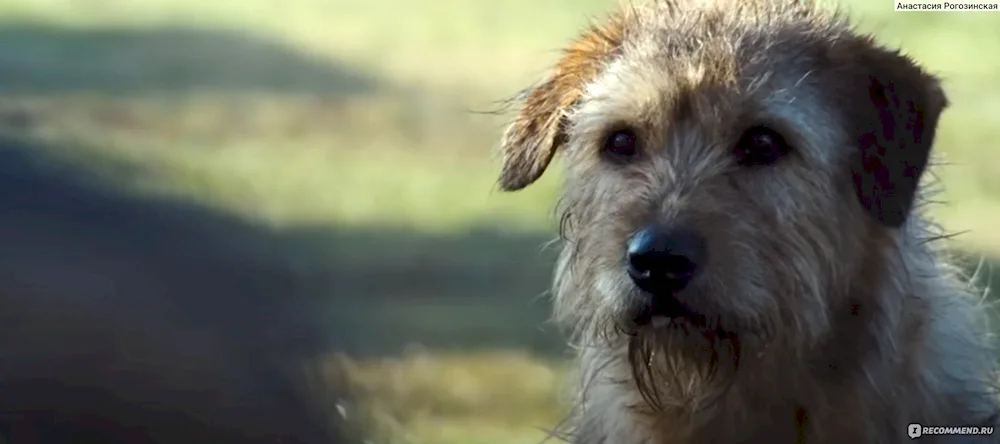 Middle Asian sheepdog wolfhound kangal