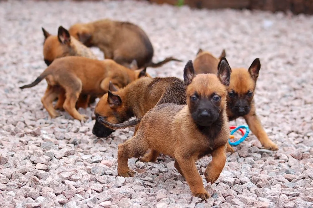 Belgian Shepherd Dog Malinois