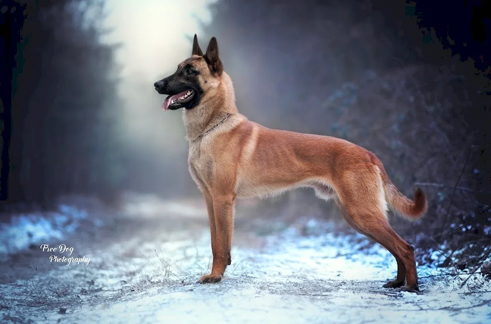 Malinois