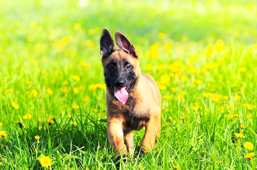 Malinois