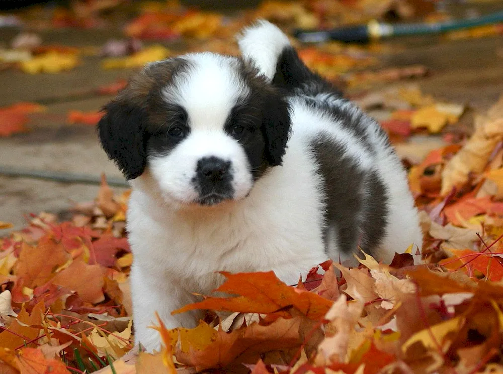 Beethoven Saint Bernard dog