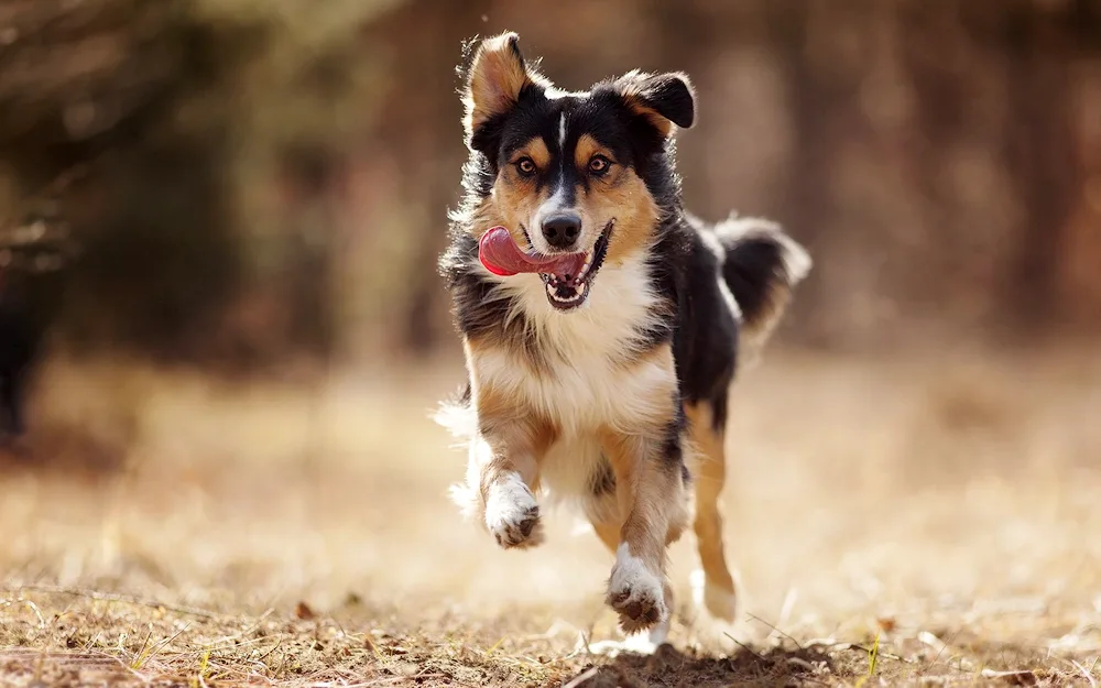 Dog running