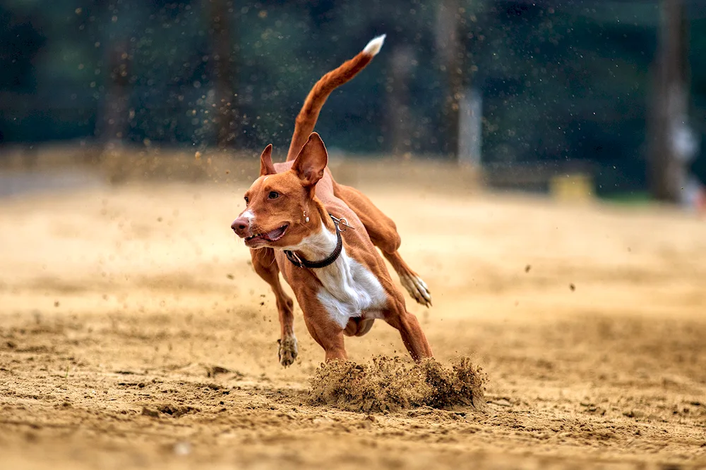 Dog running