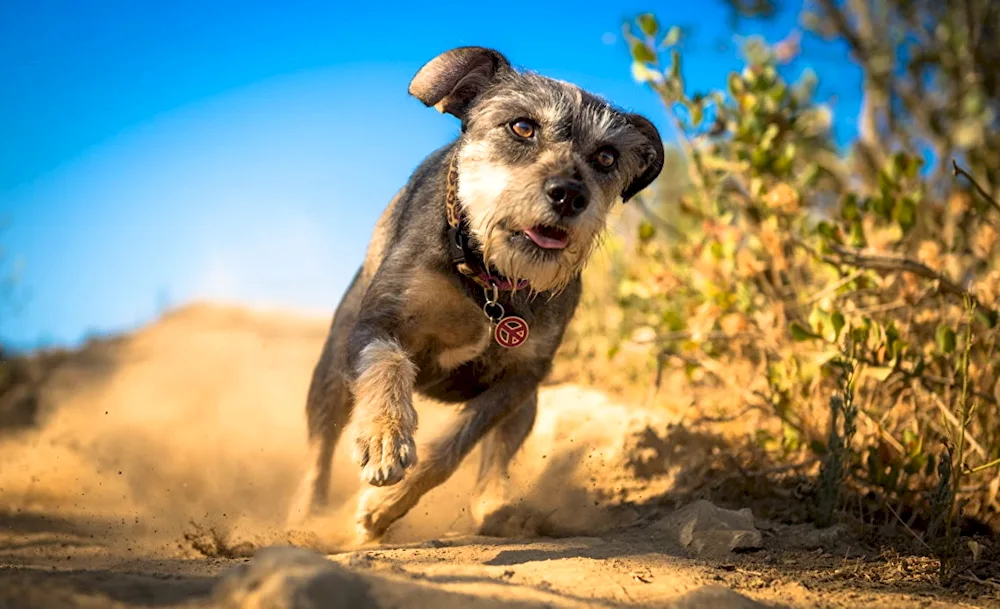 Greyhound running