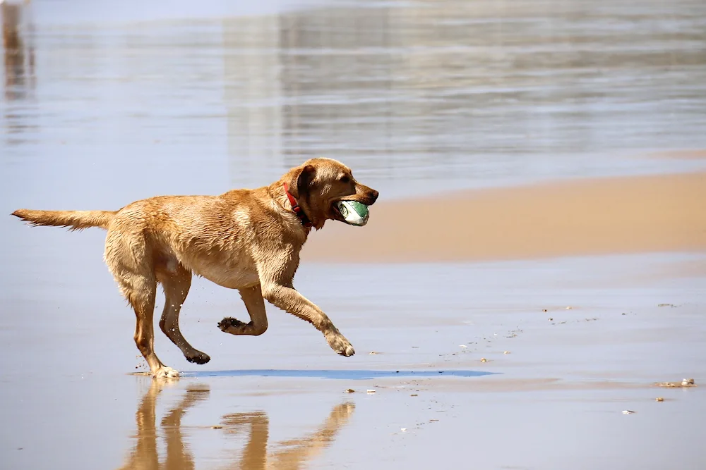 Dog running