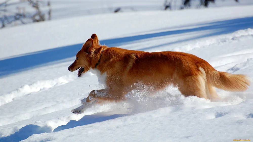 Red mongrel dog