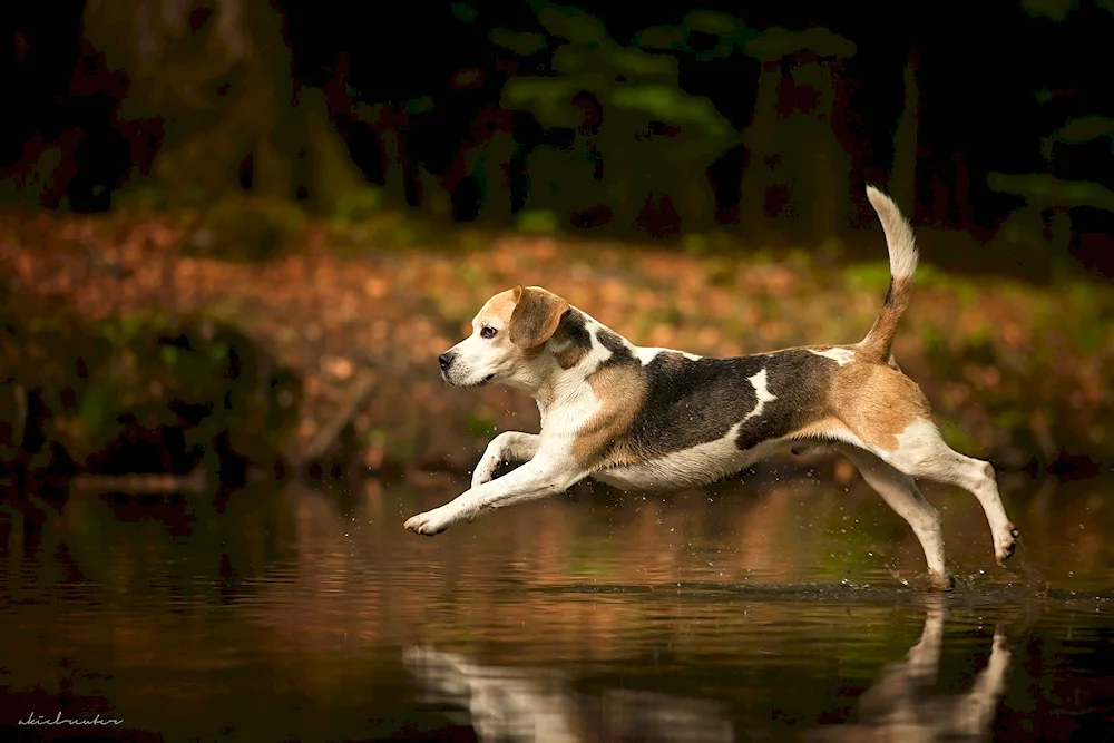 Dog Beagle running