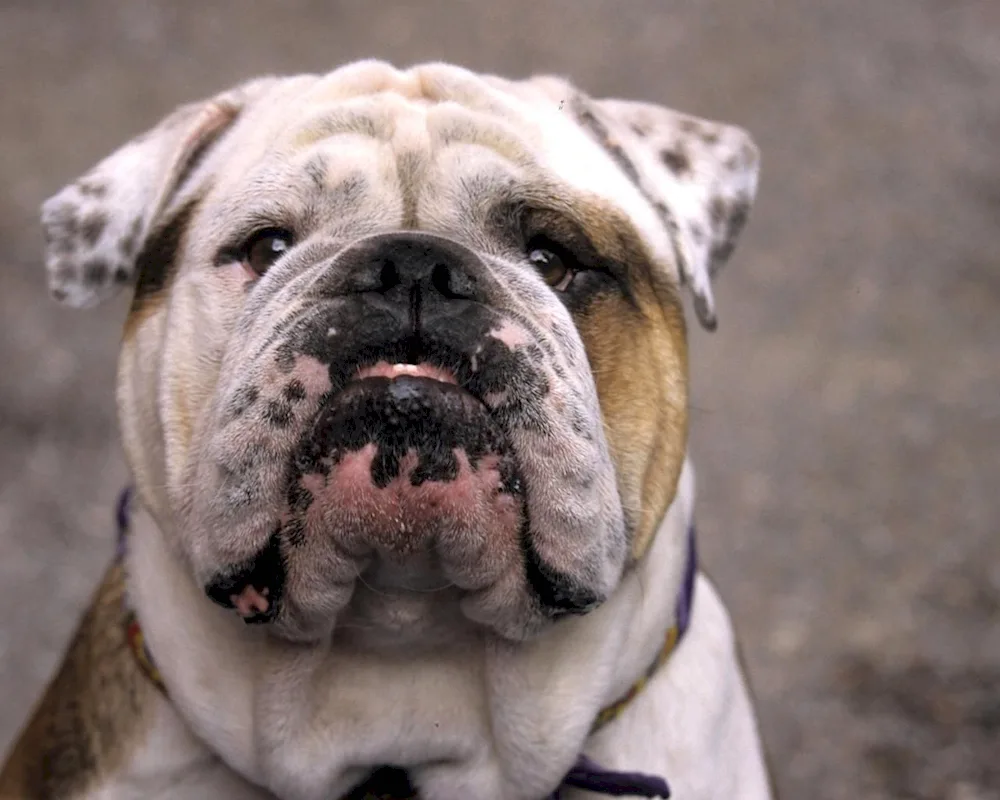 Breed of Bulldog