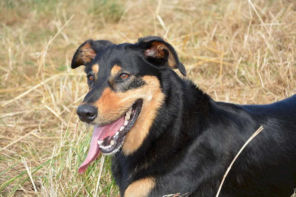 Dog black with red