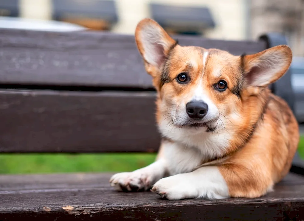 Dog scratching his ear video