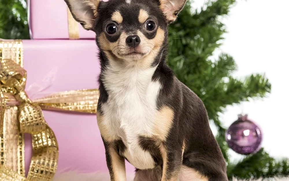 Chihuahua dog