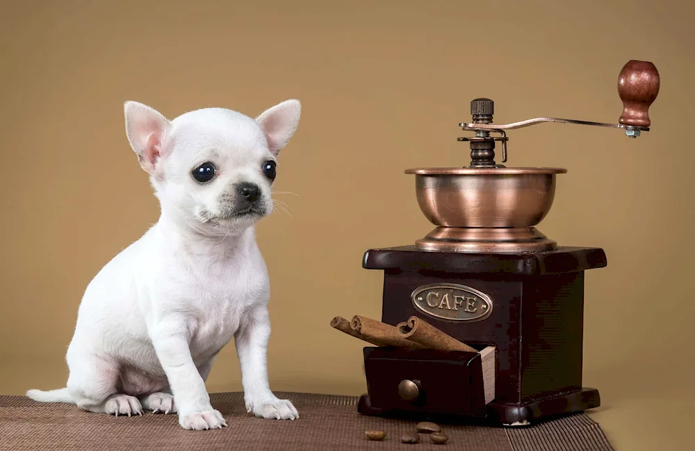 Breed of dog Chihuahua