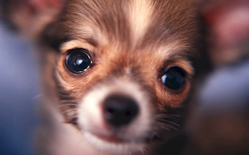 Desktop puppies