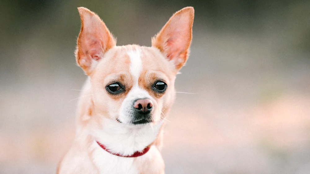 Chihuahua dog