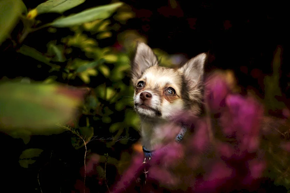 Mexican Chihuahua longhair