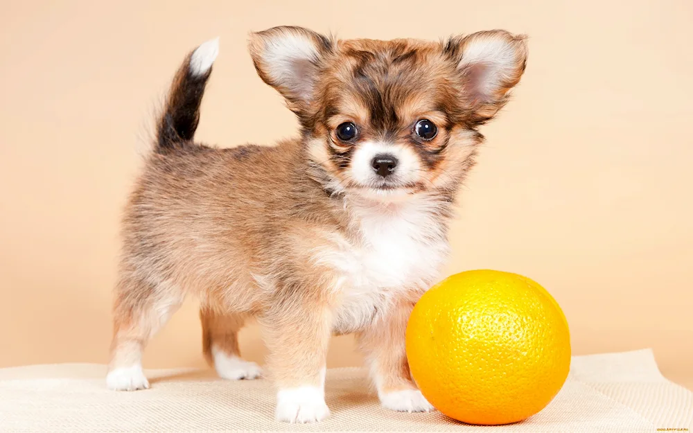 Chihuahua dog breed
