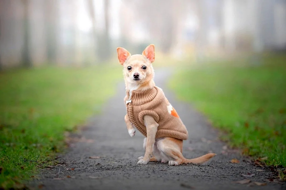 Chihuahua dog